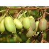 Kiwi 'Lucy'