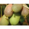 Kiwi 'Lucy'
