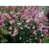 pink parfume 1