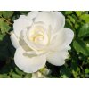 Ruža 'Schneewittchen'