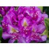 Rododendrón 'Pink Purple Dream'
