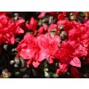 Japonská azalka 'Maruschka'