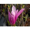 Magnolie Susan