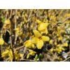 Forsythia Goldrausch