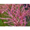 Tamariška kaspická 'Rubra'