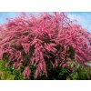 Tamariška kaspická 'Rubra'