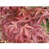 Acer Skeeters Broom (1)