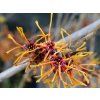 Hamamelis Jelena