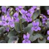 Fialka, violka labradorica 'Purpurea' - Viola labradorica 'Purpurea'