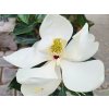 Magnólia veľkokvetá 'Little Gem'