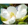 velkokv�t