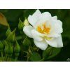 white covel 2