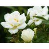 white covel