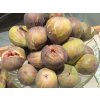 Figovník obyčajný 'Melanzana'