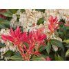 Pieris 'Mountain Fire' (Balení kontejner p9)
