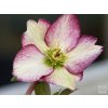 Čemerica 'HGC® Ice n' Roses Dark Picotee' - Helleborus 'HGC® Ice n' Roses Dark Picotee'