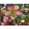 Čemerica 'HGC® Ice n' Roses Dark Picotee' - Helleborus 'HGC® Ice n' Roses Dark Picotee'