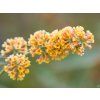 Buddleja Sungold (1)