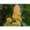 Buddleja Sungold (2)