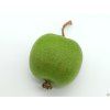 Actinidia Domino (4)