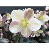 Čemerica 'HGC® Camelot' - Helleborus 'HGC® Camelot'