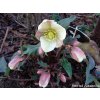 Čemerica 'HGC® Camelot' - Helleborus 'HGC® Camelot'