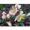Čemerica 'HGC® Camelot' - Helleborus 'HGC® Camelot'