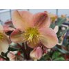 Čemerica 'HGC® Camelot' - Helleborus 'HGC® Camelot'