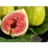 goutte