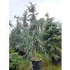 Cedrus atlantica Glauca