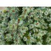 Picea glauca 'Sander�s Blue' (3)