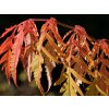 Sumach pálkový 'Dissecta'