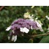 Hortenzia drsná 'Macrophylla'