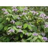 Hortenzia drsná 'Macrophylla'