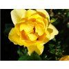 yelow 2