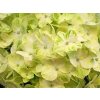 Hortenzia metlinatá 'Mojito®'