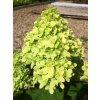 Hortenzia metlinatá 'Mojito®'