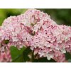 Hortenzia stromčekovitá CANDYBELLE® 'Bubblegum'