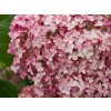 Hortenzia stromčekovitá CANDYBELLE® 'Bubblegum'