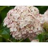 Hortenzia stromčekovitá CANDYBELLE® 'Bubblegum'