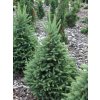 Smrek sivý 'Cinderella'