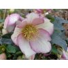 Čemerica 'HGC® Ice n' Roses Picotee' - Helleborus 'HGC® Ice n' Roses Roses Picotee'