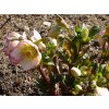 Čemerica 'HGC® Ice n' Roses Picotee' - Helleborus 'HGC® Ice n' Roses Roses Picotee'