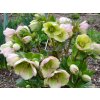 Čemerica 'HGC® Ice n' Roses Picotee' - Helleborus 'HGC® Ice n' Roses Roses Picotee'