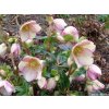 Čemerica 'HGC® Ice n' Roses Picotee' - Helleborus 'HGC® Ice n' Roses Roses Picotee'