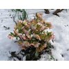 Čemerica 'HGC® Ice n' Roses Picotee' - Helleborus 'HGC® Ice n' Roses Roses Picotee'