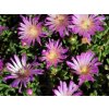 Poludňovka cooperi 'Table Mountain' - Delosperma cooperi 'Table Mountain'