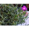 Poludňovka cooperi 'Table Mountain' - Delosperma cooperi 'Table Mountain'