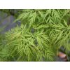 Javor dlaňovitolistý var. dissectum 'Emerald Lace'