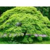 Javor dlaňovitolistý var. dissectum 'Emerald Lace'